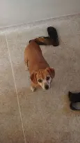 Meg