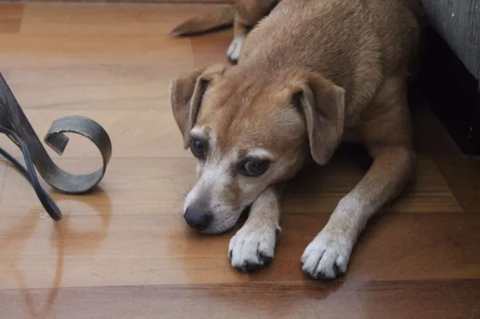Cachorro ra a SRD idade 6 ou mais anos nome Meg