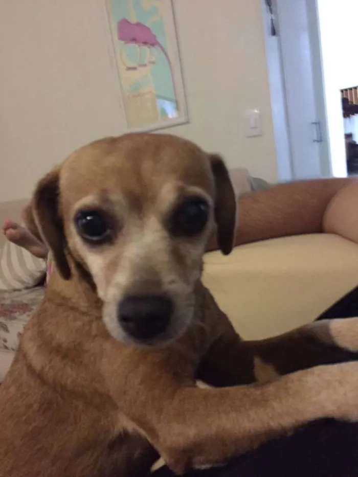 Cachorro ra a SRD idade 6 ou mais anos nome Meg