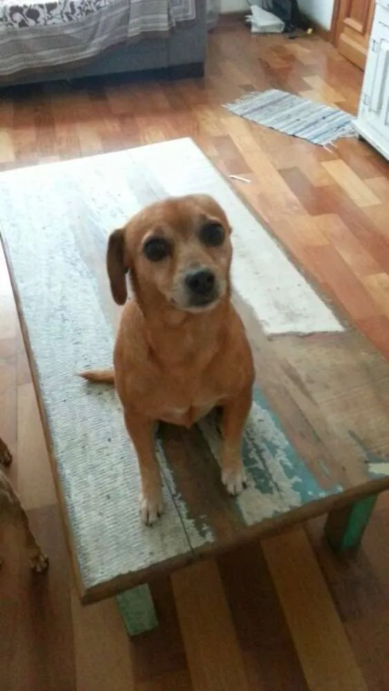 Cachorro ra a SRD idade 6 ou mais anos nome Meg