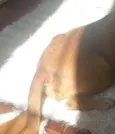 Meg