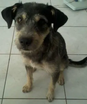 Cachorro raça SRD idade 2 anos nome ESTOPINHA