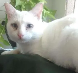 Gato raça SRD idade 2 anos nome menino