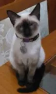 Cleo, Sophie e Char