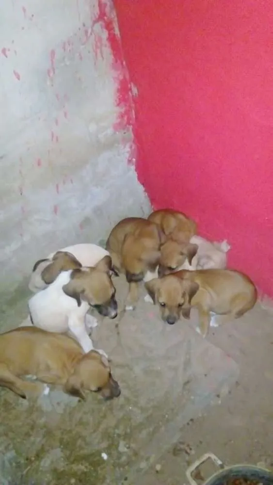 Cachorro ra a indefinida idade Abaixo de 2 meses nome Ainda não possui nomes