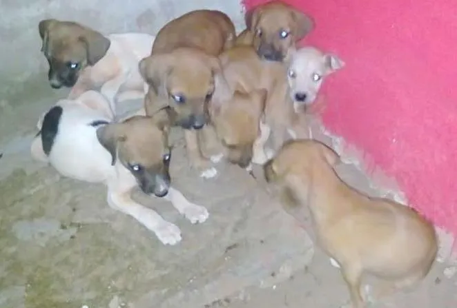 Cachorro ra a indefinida idade Abaixo de 2 meses nome Ainda não possui nomes