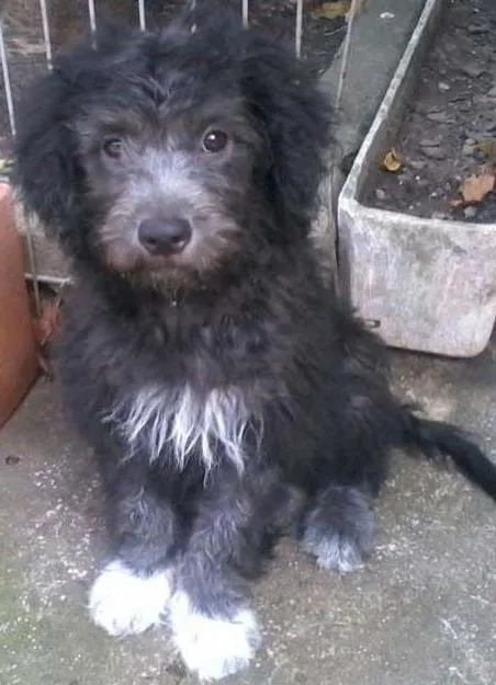 Cachorro ra a mix idade 7 a 11 meses nome Bingo