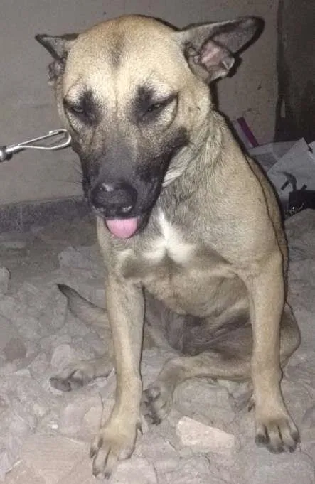 Cachorro ra a Sem raça idade 2 anos nome Linda e Bela