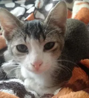 Gato raça SRD idade 2 a 6 meses nome Stanley