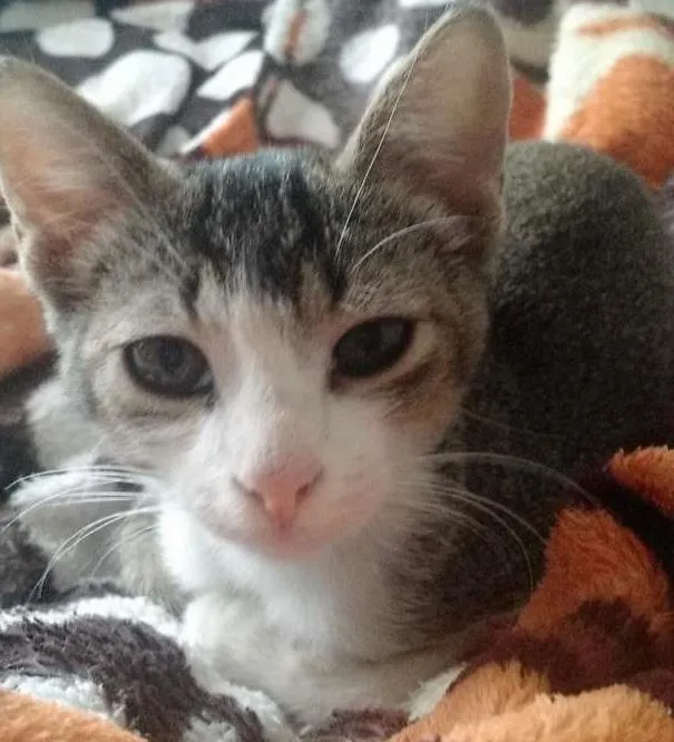 Gato ra a SRD idade 2 a 6 meses nome Stanley