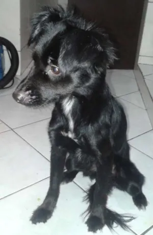 Cachorro raça vira-lata idade 1 ano nome Larissa