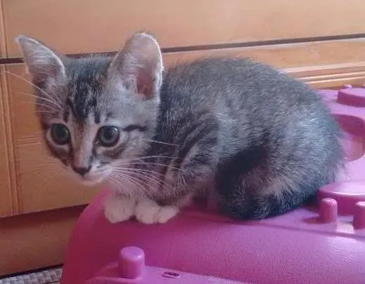 Gato ra a SRD idade 2 a 6 meses nome Adote Bombom