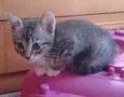 Adote Bombom