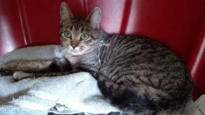 Gato ra a SRD idade 7 a 11 meses nome Rajj