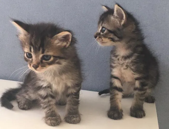Gato ra a Varias idade Abaixo de 2 meses nome naotem