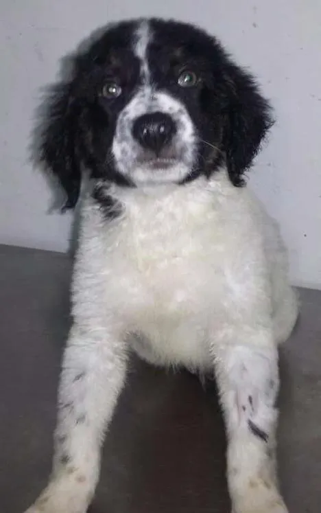 Cachorro ra a Vira lata idade 2 a 6 meses nome Filhotes