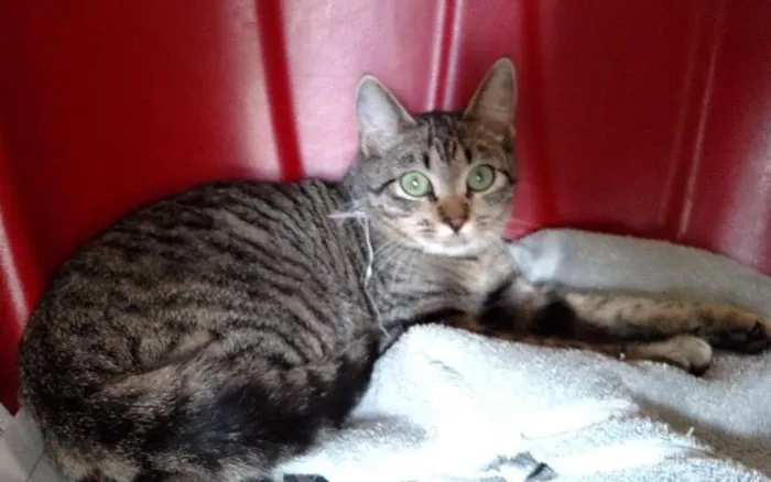 Gato ra a SRD idade 7 a 11 meses nome Rajj