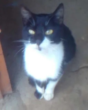 Gato raça Vira-lata idade 2 anos nome Não escolhido