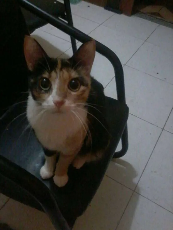 Gato ra a VIRA LATA idade 4 anos nome KATE