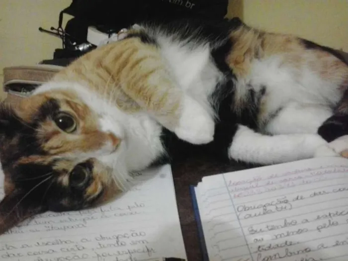 Gato ra a VIRA LATA idade 4 anos nome KATE