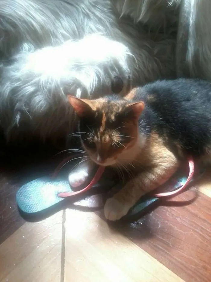 Gato ra a VIRA LATA idade 4 anos nome KATE