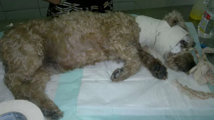 Cachorro ra a Poodle idade 6 ou mais anos nome Régis