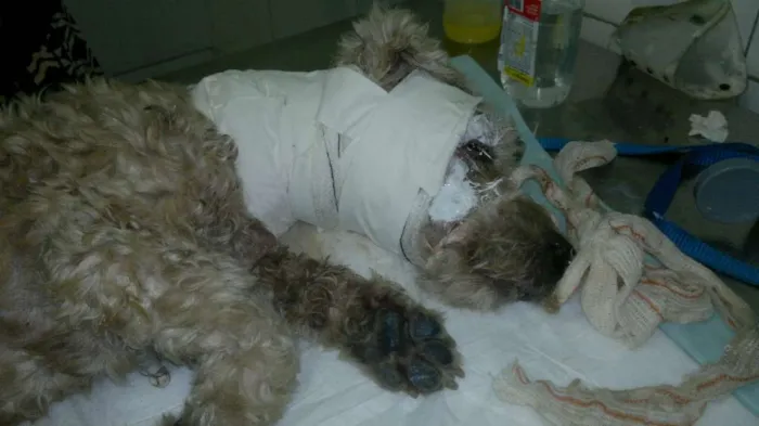 Cachorro ra a Poodle idade 6 ou mais anos nome Régis