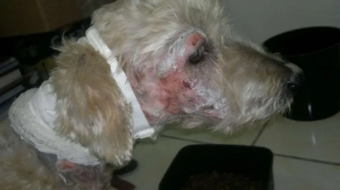 Cachorro ra a Poodle idade 6 ou mais anos nome Régis