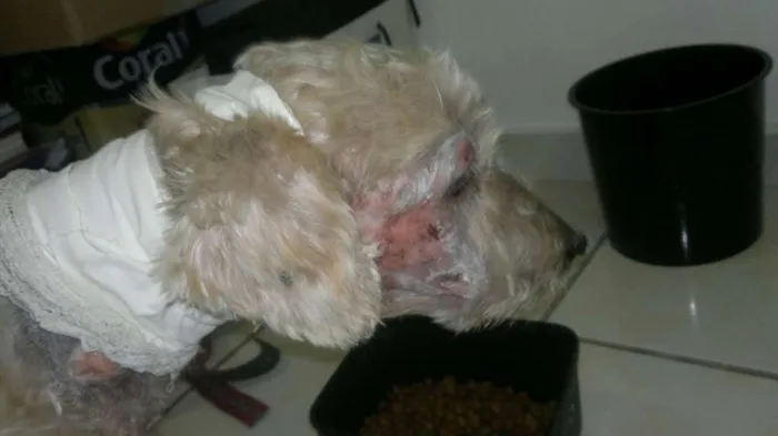 Cachorro ra a Poodle idade 6 ou mais anos nome Régis