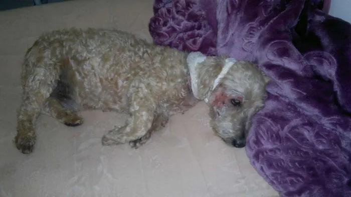 Cachorro ra a Poodle idade 6 ou mais anos nome Régis
