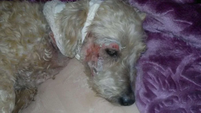 Cachorro ra a Poodle idade 6 ou mais anos nome Régis