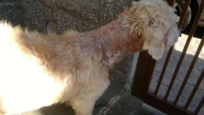 Cachorro ra a Poodle idade 6 ou mais anos nome Régis