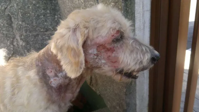 Cachorro ra a Poodle idade 6 ou mais anos nome Régis