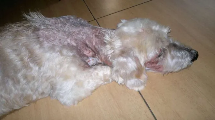 Cachorro ra a Poodle idade 6 ou mais anos nome Régis