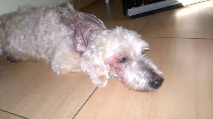 Cachorro ra a Poodle idade 6 ou mais anos nome Régis
