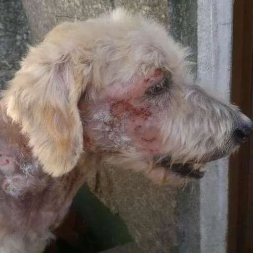 Cachorro ra a Poodle idade 6 ou mais anos nome Régis