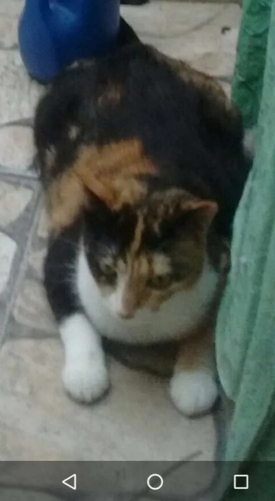 Gato ra a VIRA LATA idade 4 anos nome KATE