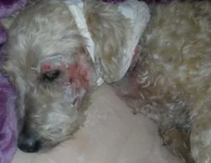 Cachorro raça Poodle idade 6 ou mais anos nome Régis