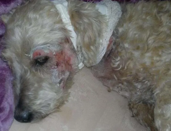 Cachorro ra a Poodle idade 6 ou mais anos nome Régis