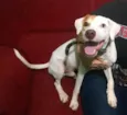 Cooper