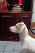 Cooper