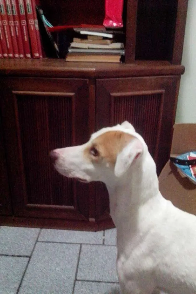 Cachorro raça Mestiço idade 7 a 11 meses nome Cooper