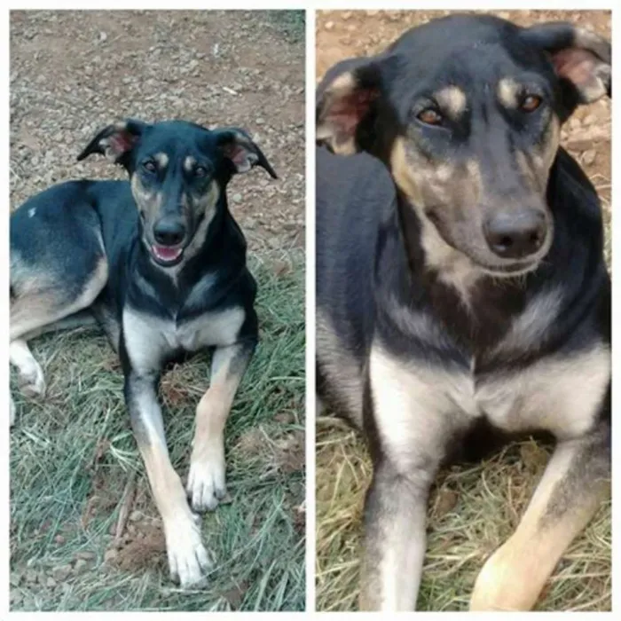 Cachorro ra a srd idade 1 ano nome Girafa