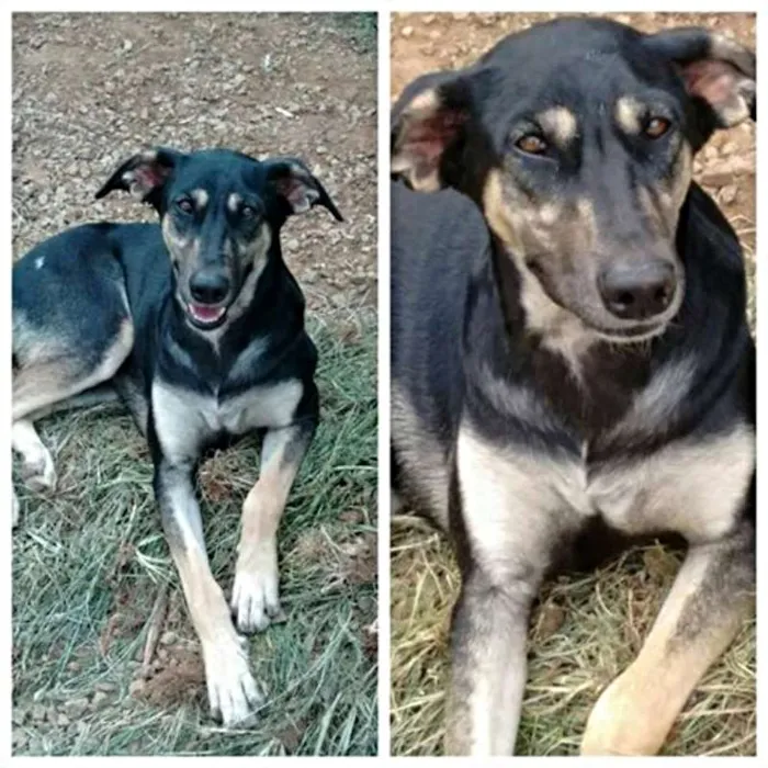 Cachorro ra a srd idade 1 ano nome Girafa