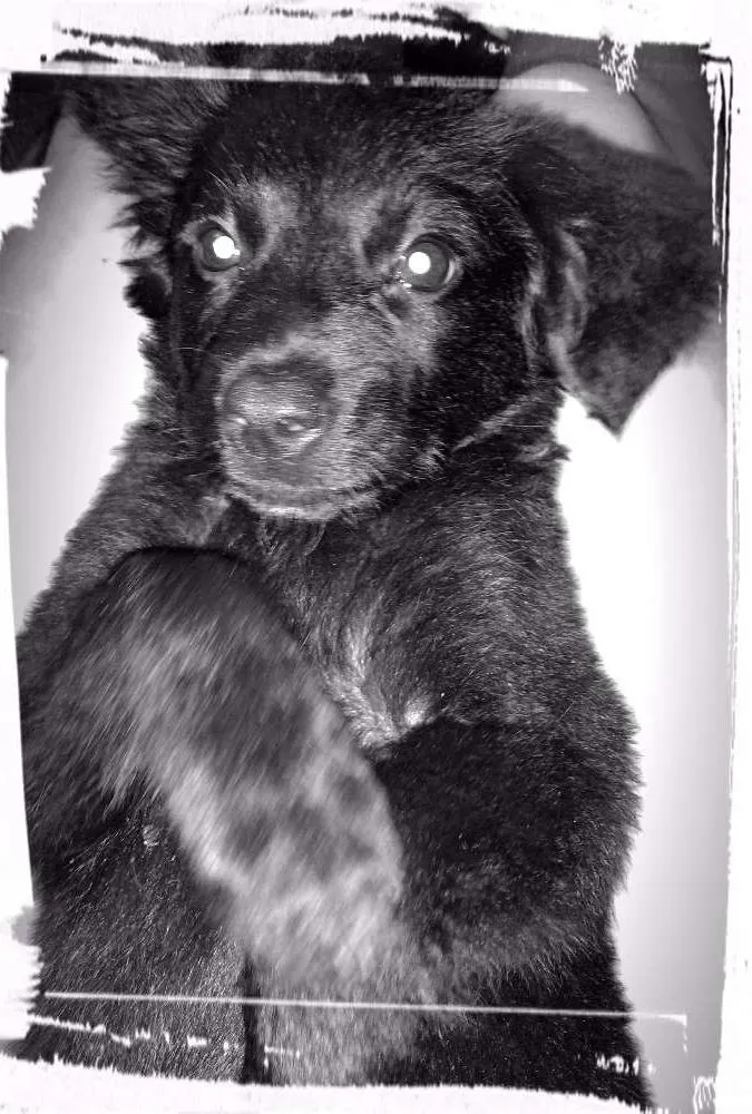 Cachorro ra a srd idade 2 a 6 meses nome Buby e biju
