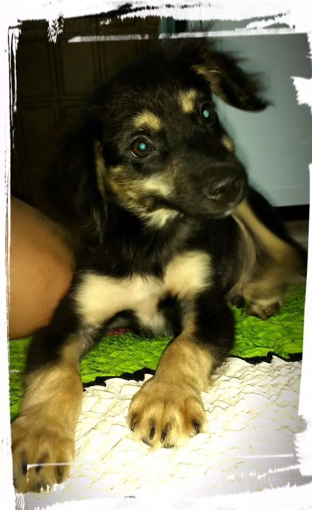 Cachorro ra a srd idade 2 a 6 meses nome Buby e biju