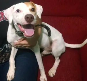 Cachorro raça Mestiço idade 7 a 11 meses nome Cooper