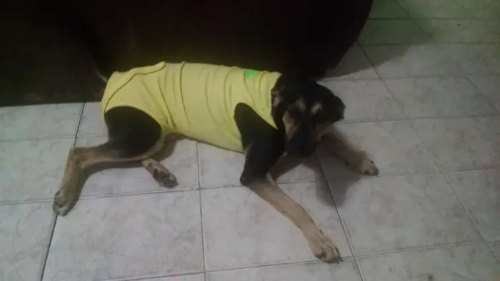 Cachorro ra a SRD idade 7 a 11 meses nome Flora