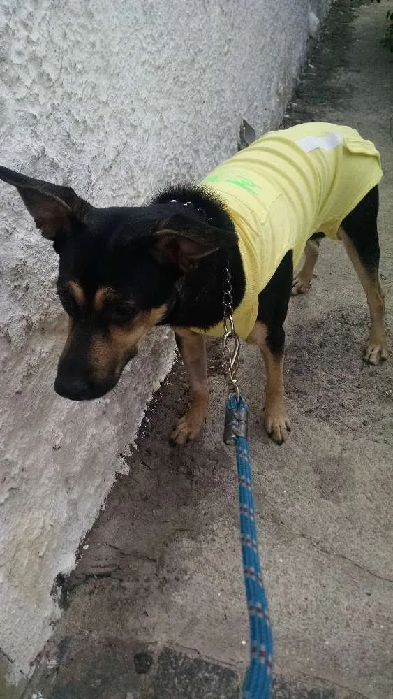Cachorro ra a SRD idade 7 a 11 meses nome Flora