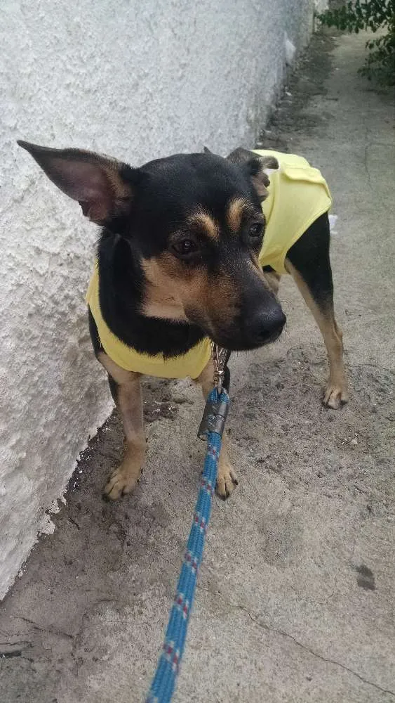 Cachorro ra a SRD idade 7 a 11 meses nome Flora